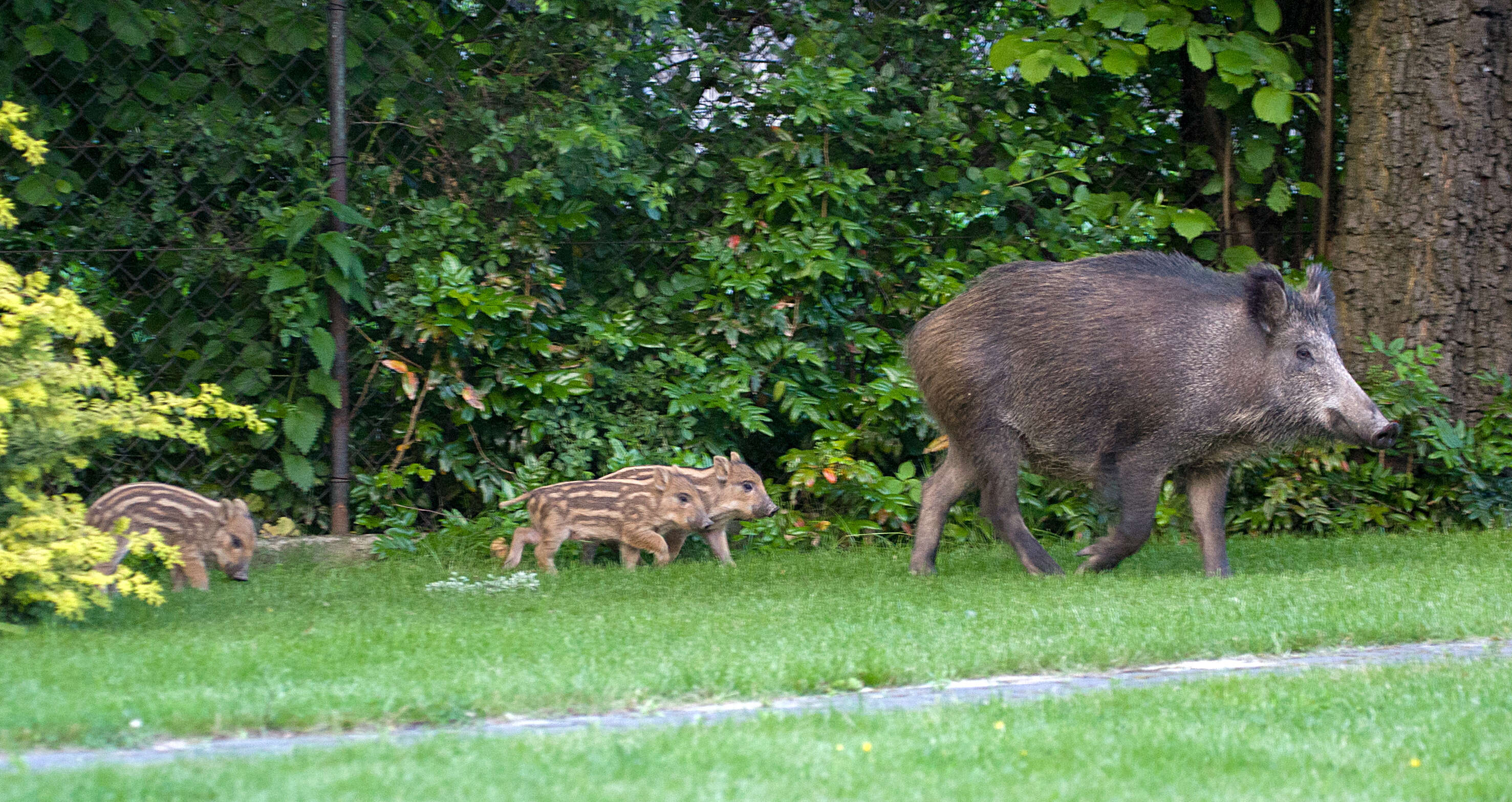 Image of Domestic Pig