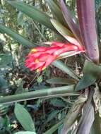 Image of Guzmania jaramilloi H. Luther