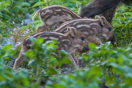 Imagem de Sus scrofa scrofa Linnaeus 1758