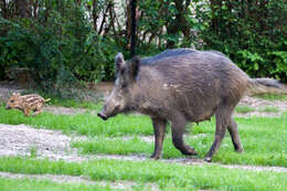 Imagem de Sus scrofa scrofa Linnaeus 1758