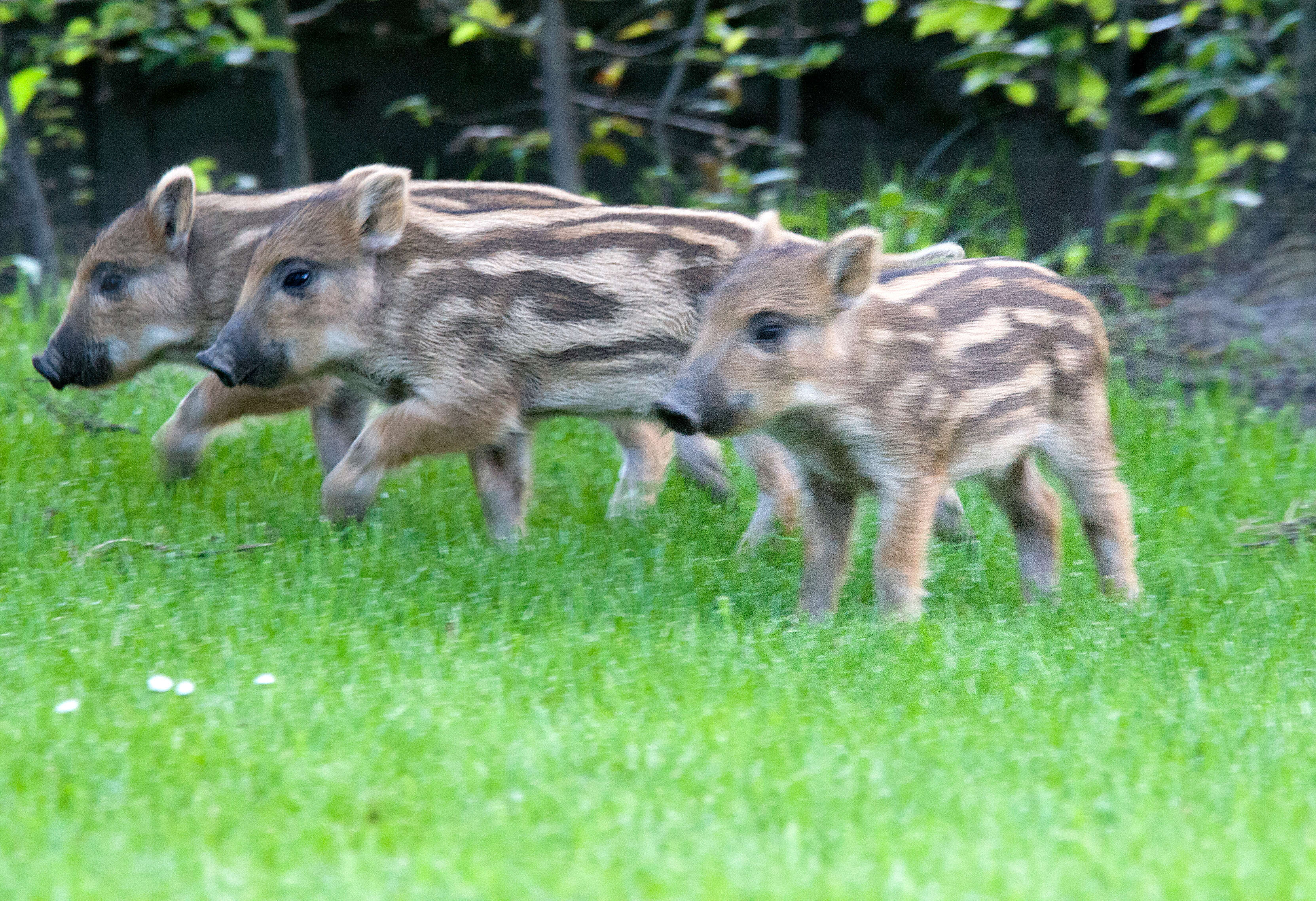 Imagem de Sus scrofa scrofa Linnaeus 1758