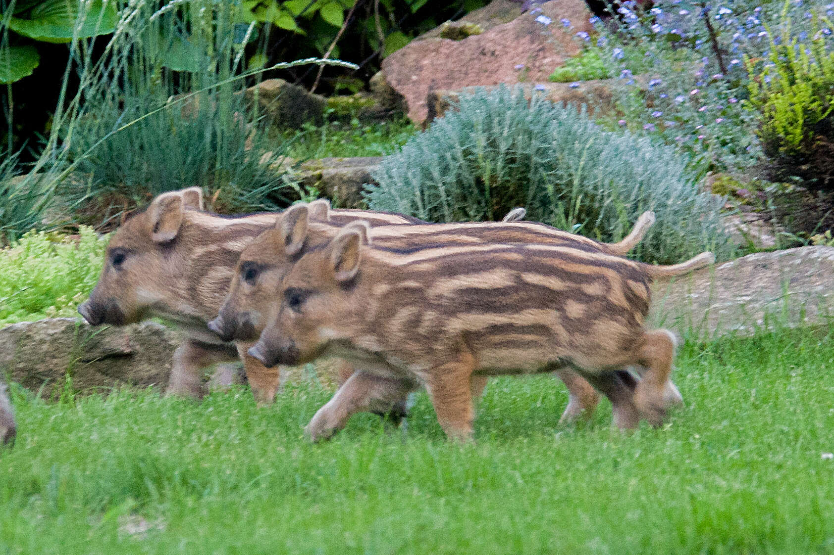 Imagem de Sus scrofa scrofa Linnaeus 1758