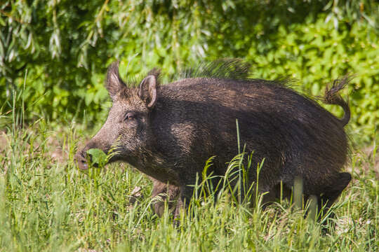 Imagem de Sus scrofa scrofa Linnaeus 1758