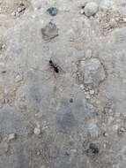 Image of Florida Carpenter Ant