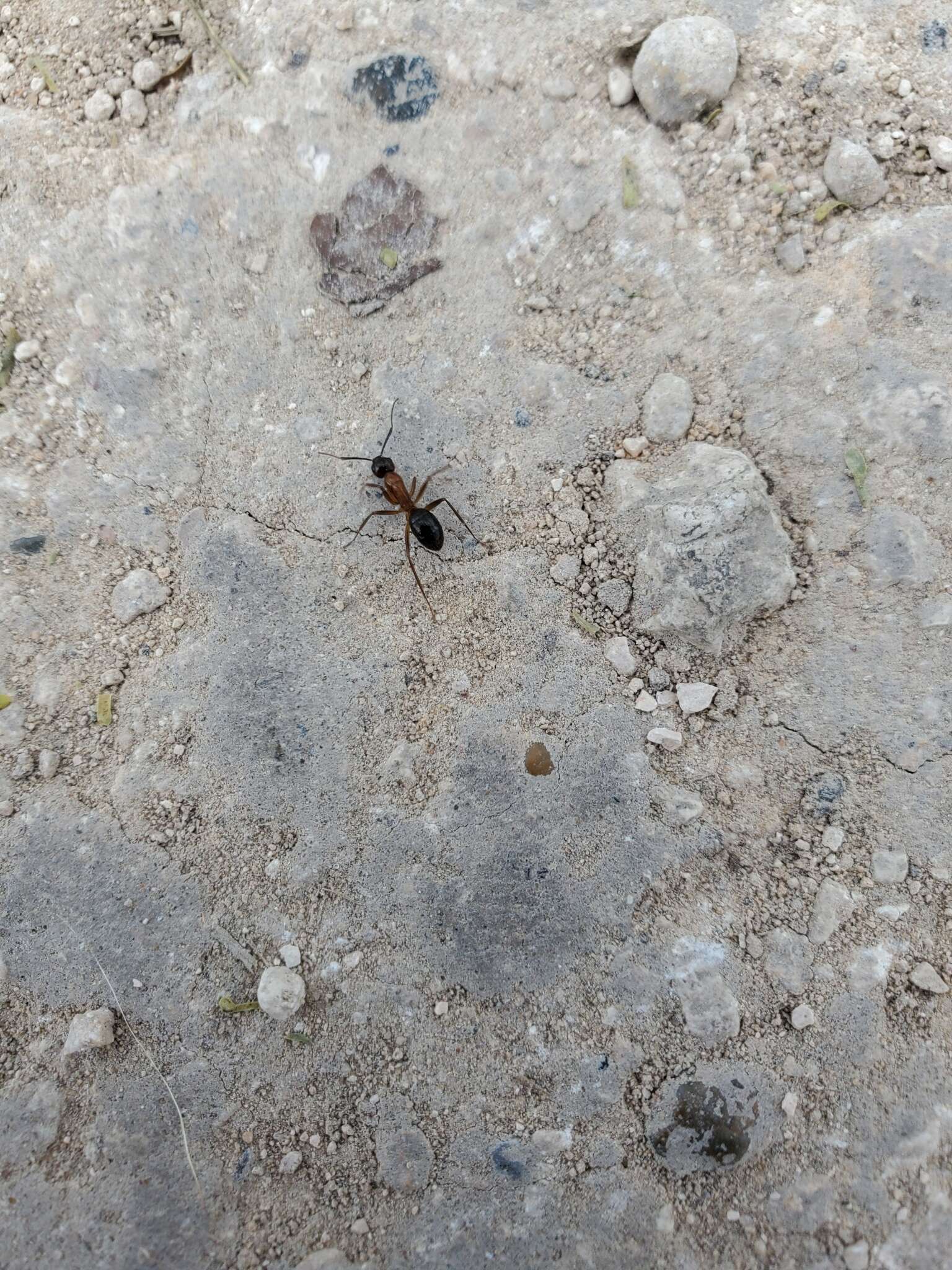 Image of Florida Carpenter Ant