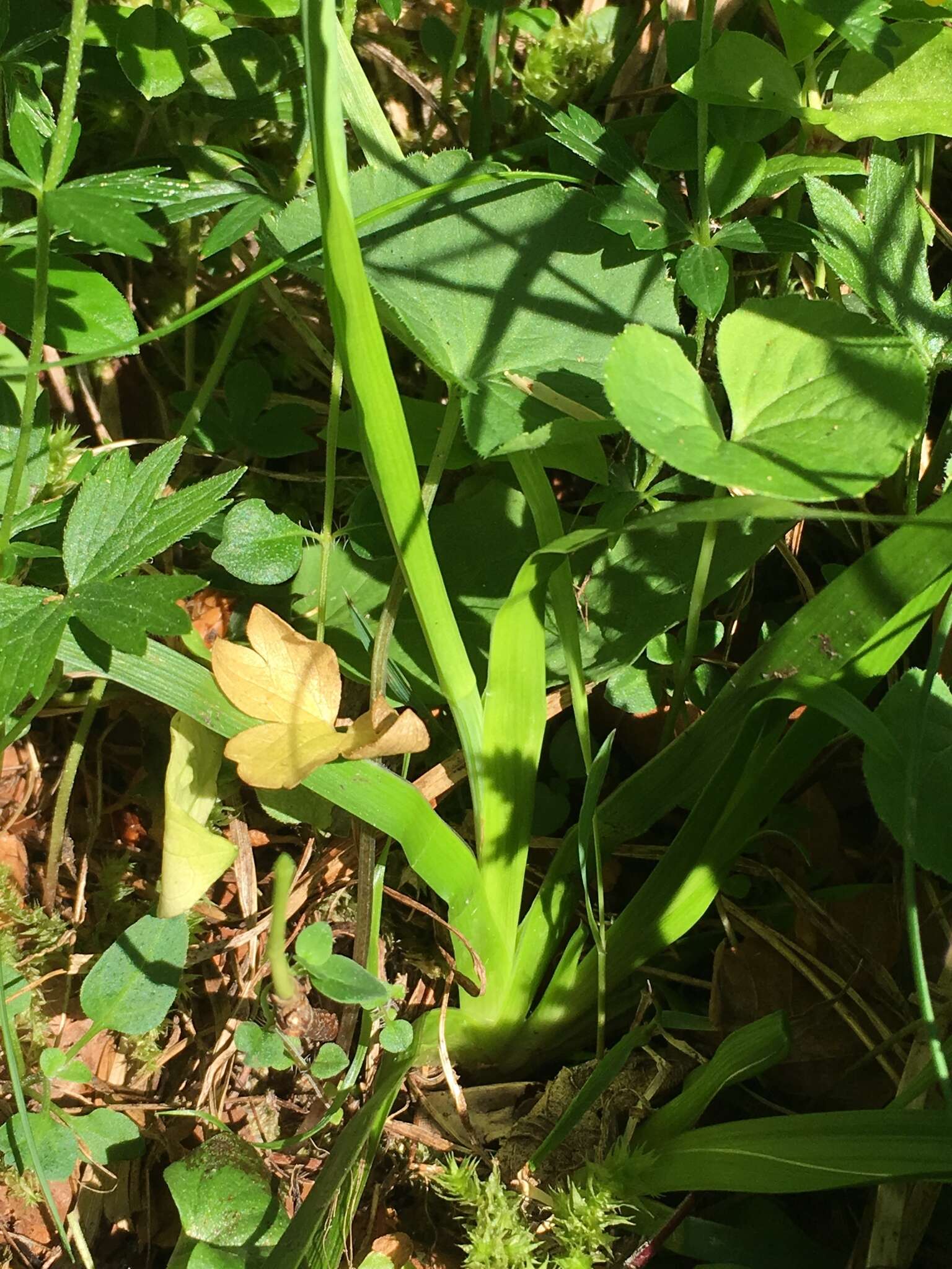 Image of Tofield's asphodel