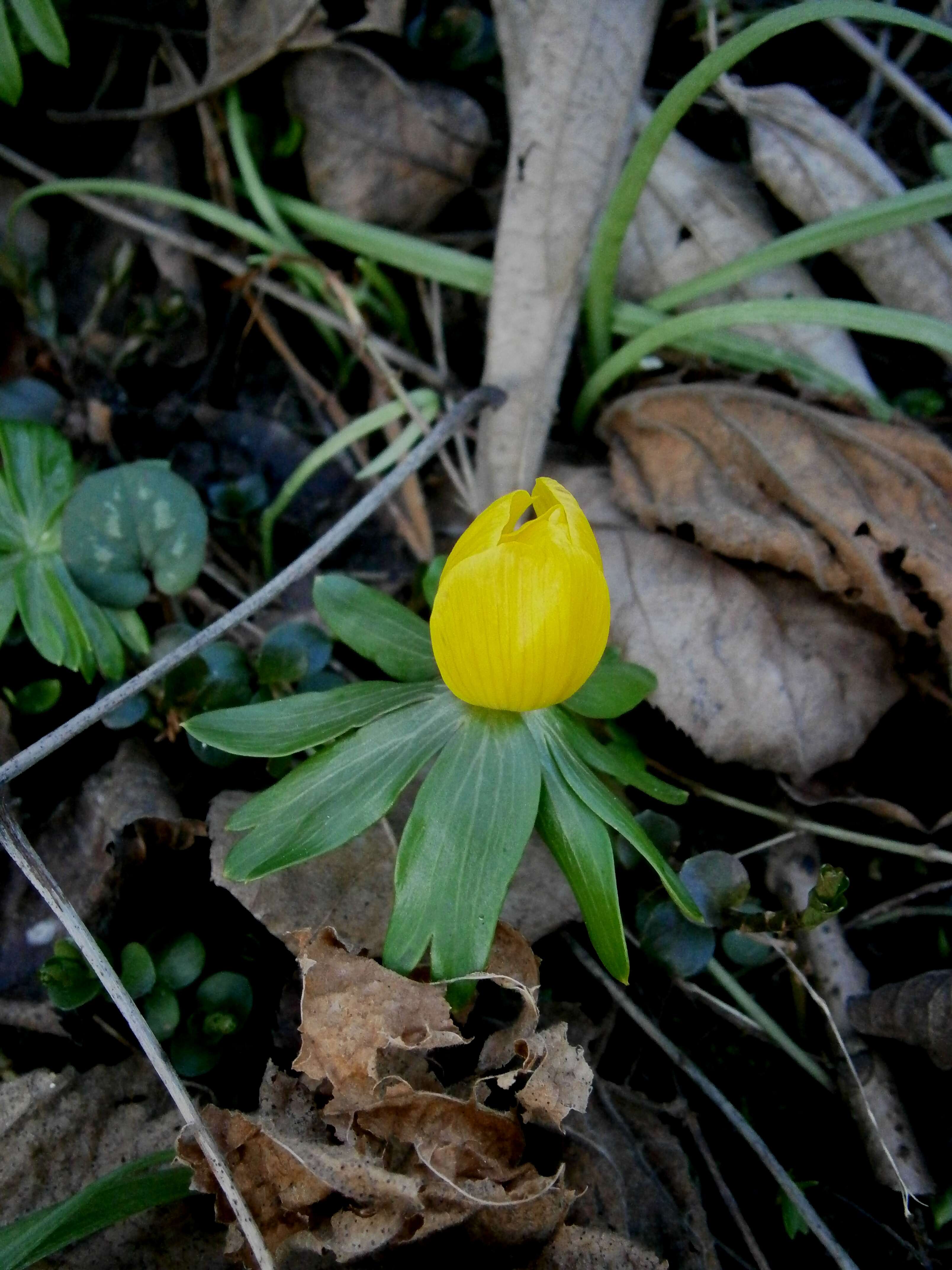 Image of eranthis