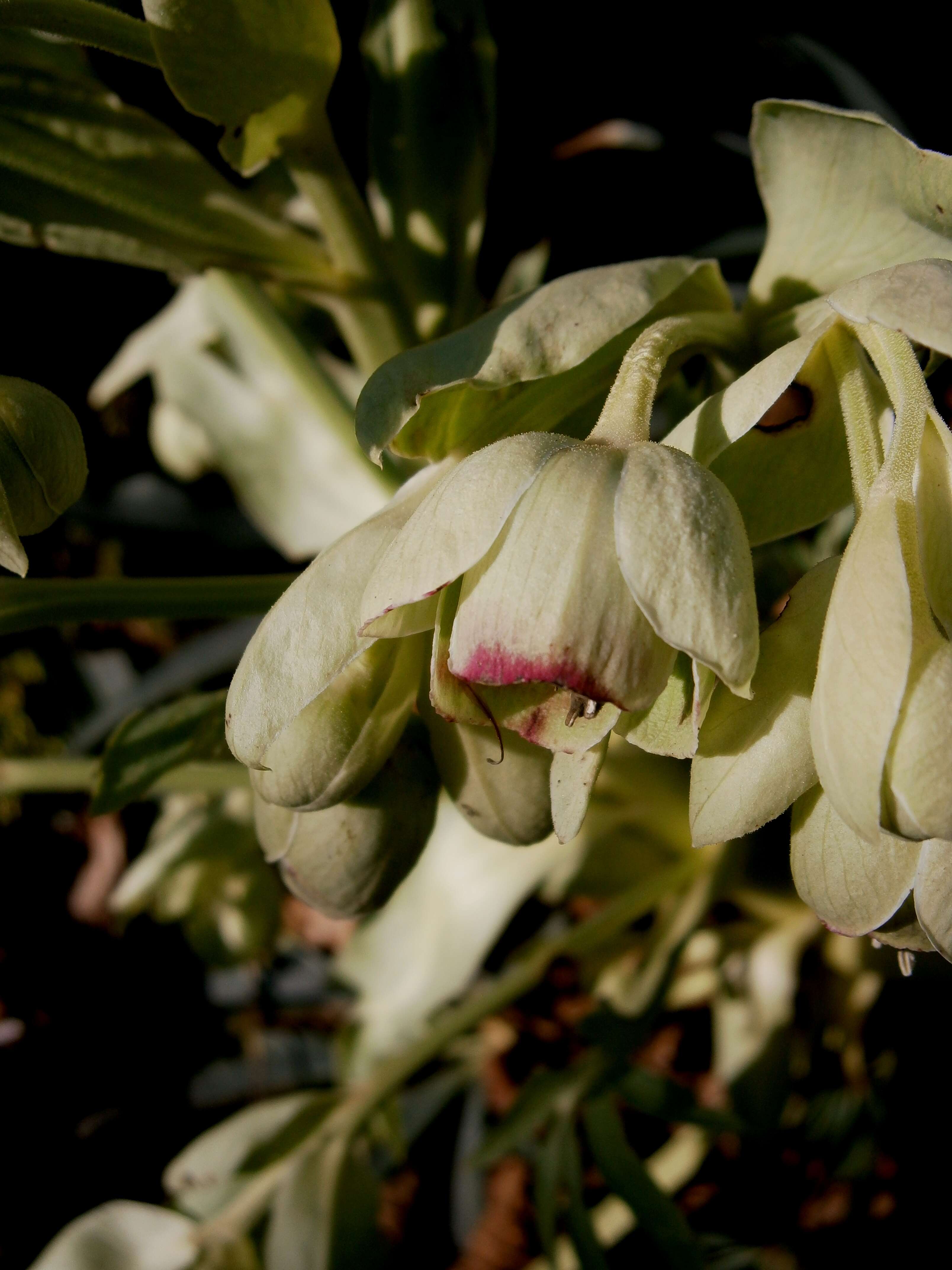 Image of Stinking Hellebore