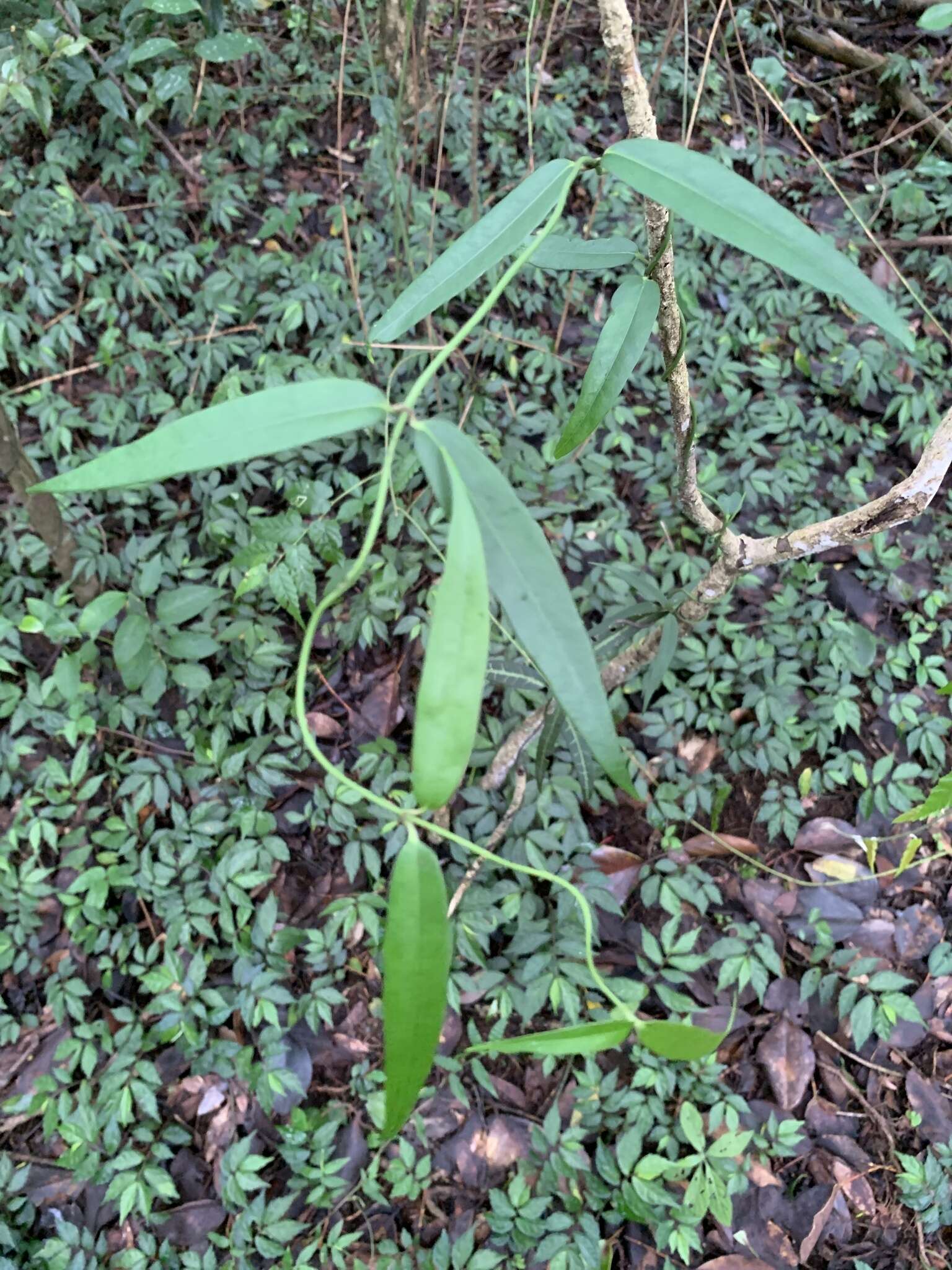 Imagem de Gardneria multiflora Makino