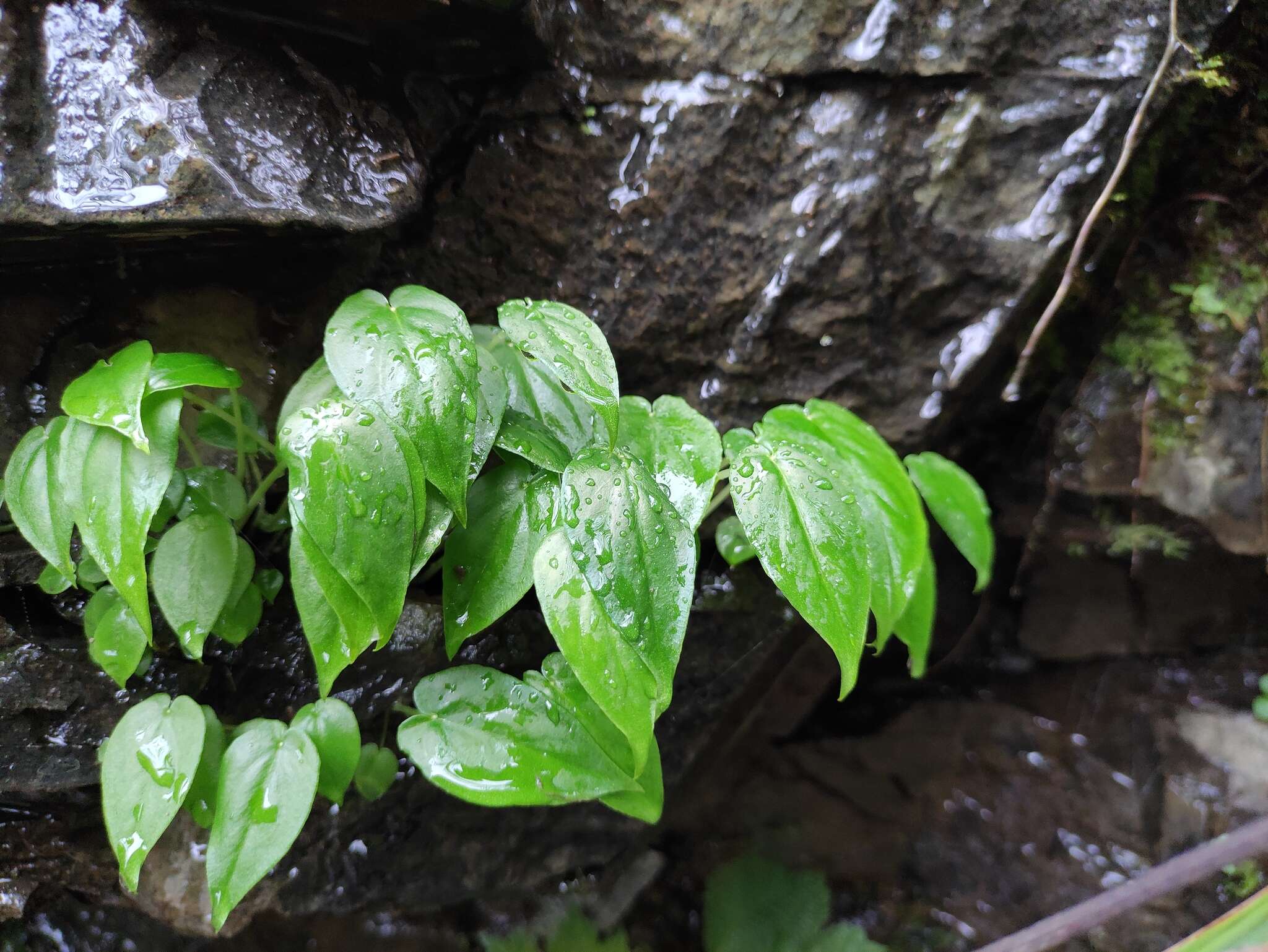 Image of Pinellia cordata N. E. Br.