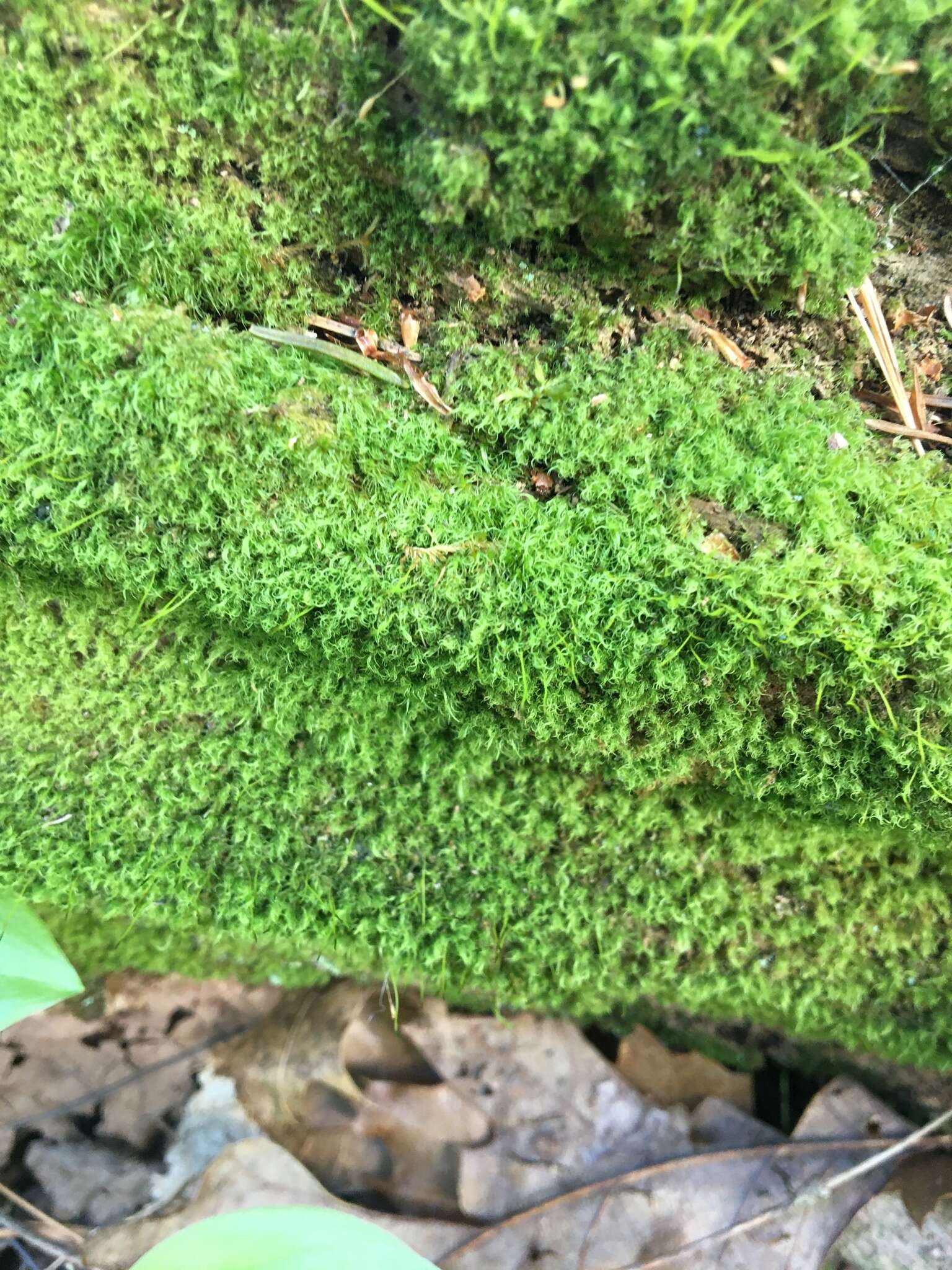 Image of montane dicranum moss