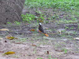 Image of White-crowned Robin-Chat