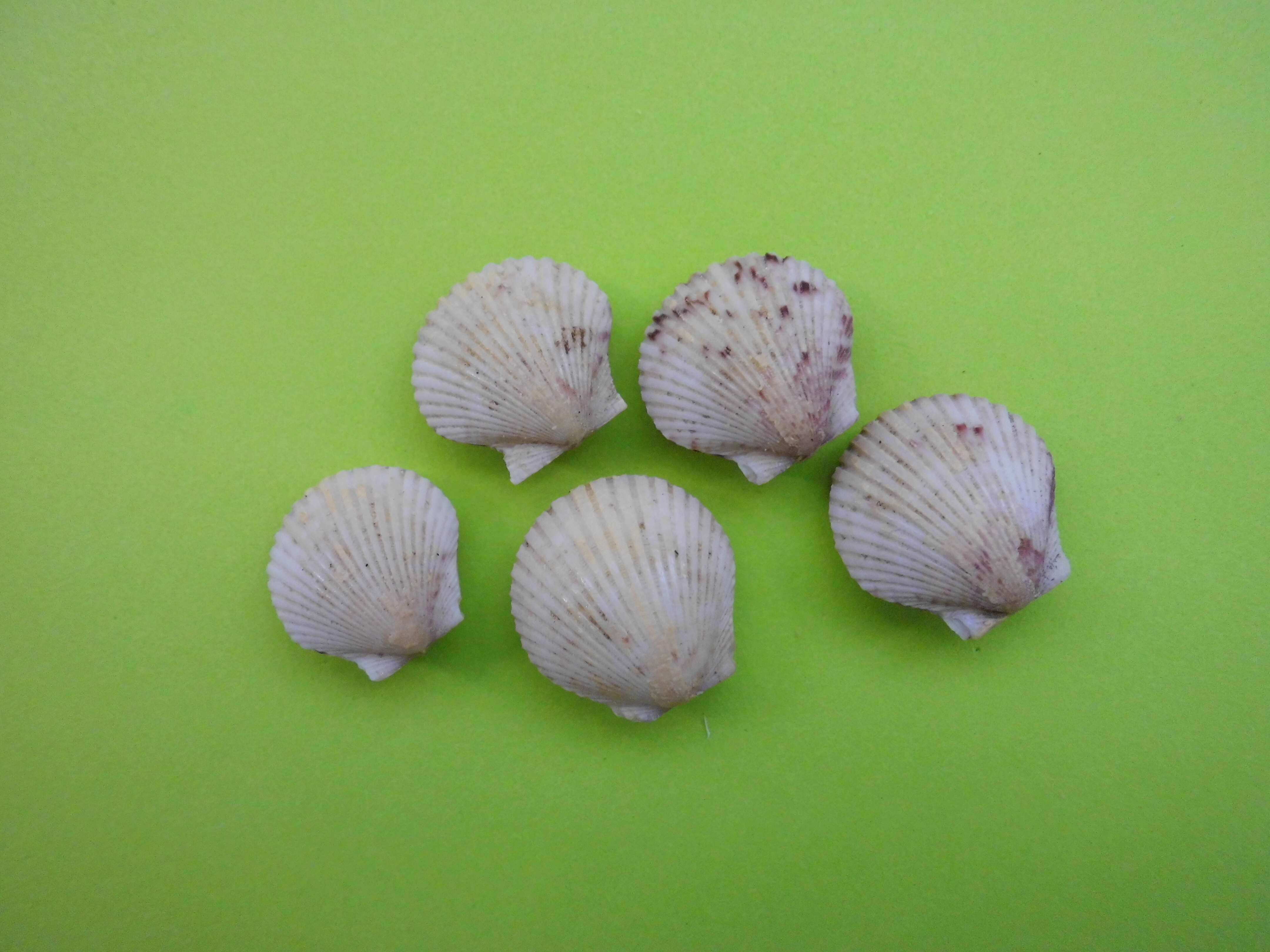 Image of Atlantic Calico scallop