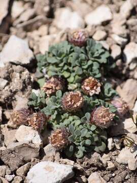 Image of Wyoming Townsend daisy