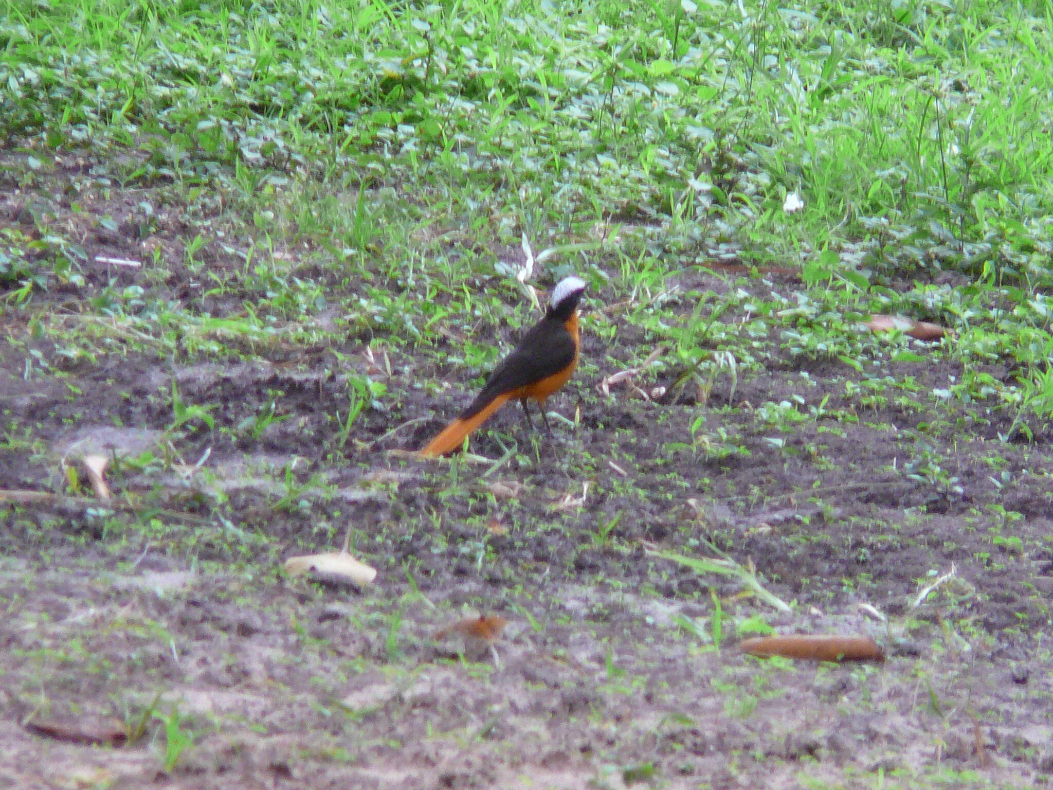 Image of White-crowned Robin-Chat