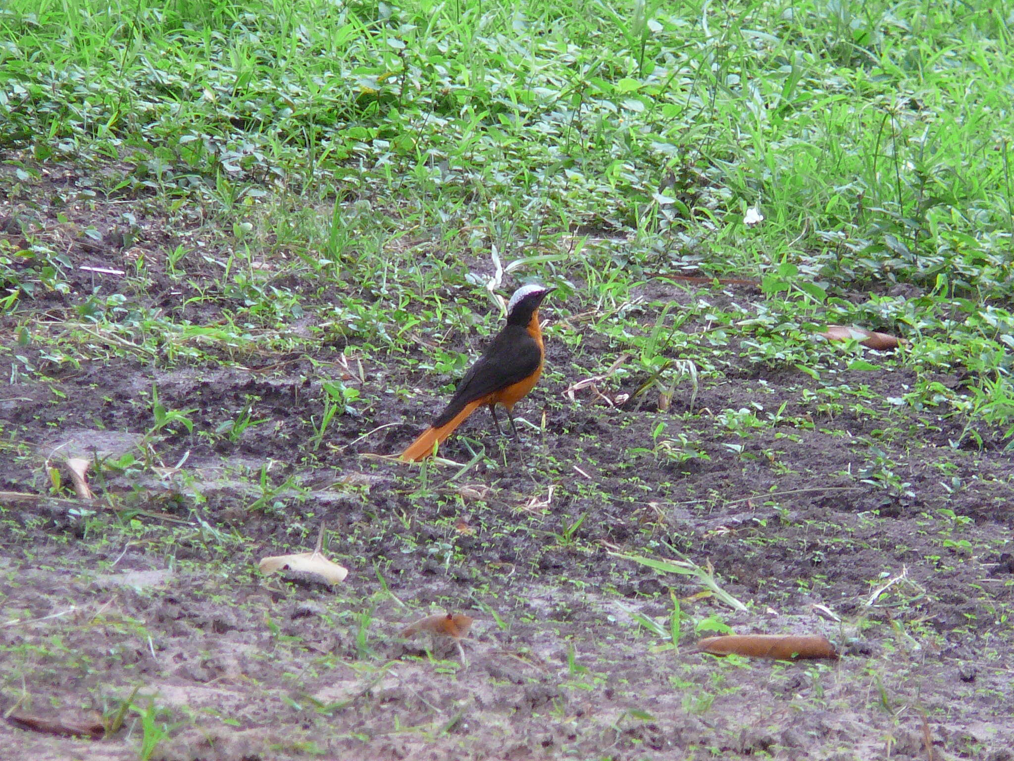 Image of White-crowned Robin-Chat