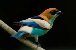 Image of Black-backed Tanager