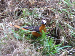 Image of White-crowned Robin-Chat