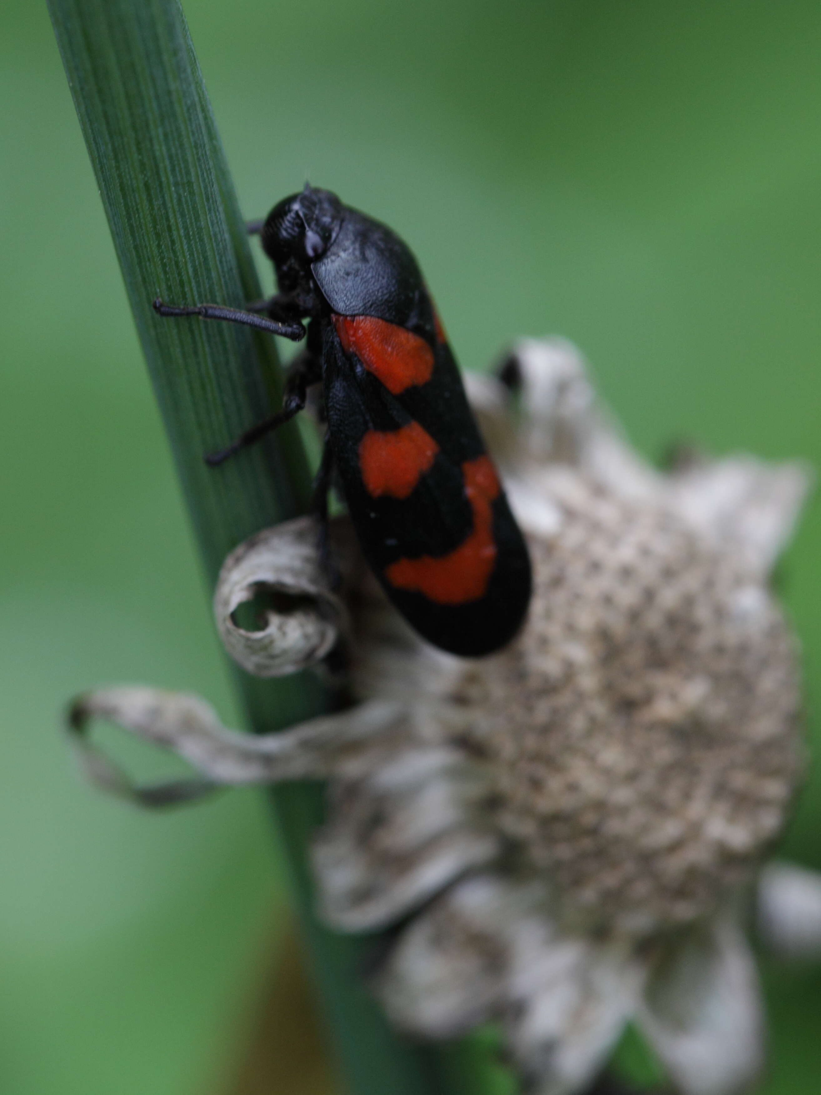 Image of Red-and-black Froghopper