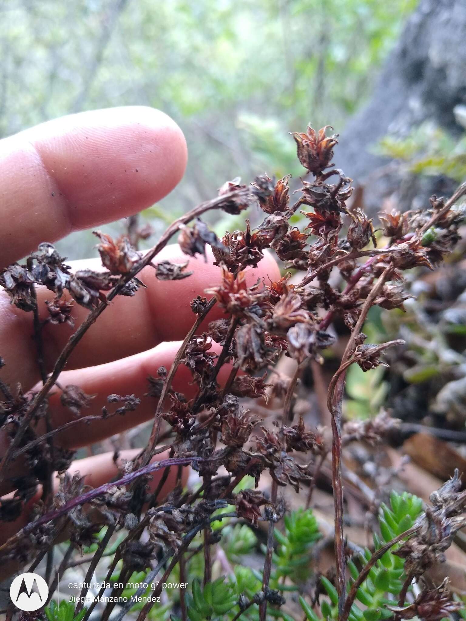 Image of Villadia diffusa Rose