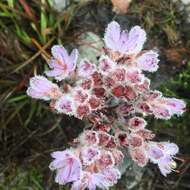 Image of Dilatris corymbosa P. J. Bergius