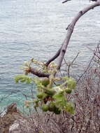 Image de Bursera tomentosa (Jacq.) Triana & Planch.