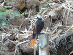 Image of White-crowned Robin-Chat