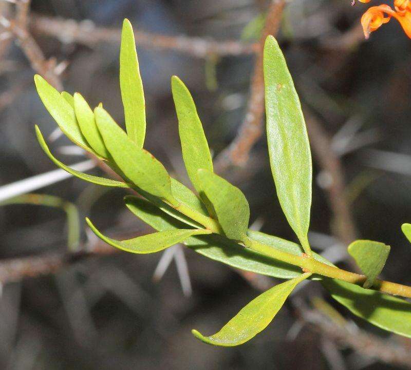 Image of Matches mistletoe