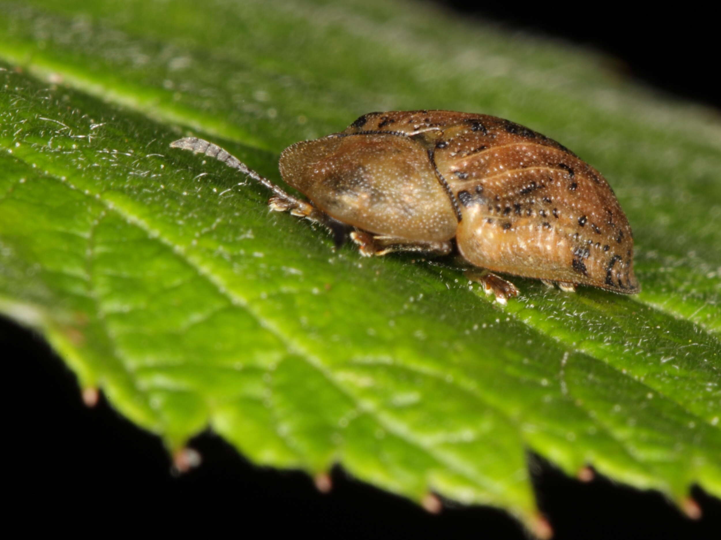 Image of Beet tortoise beetle