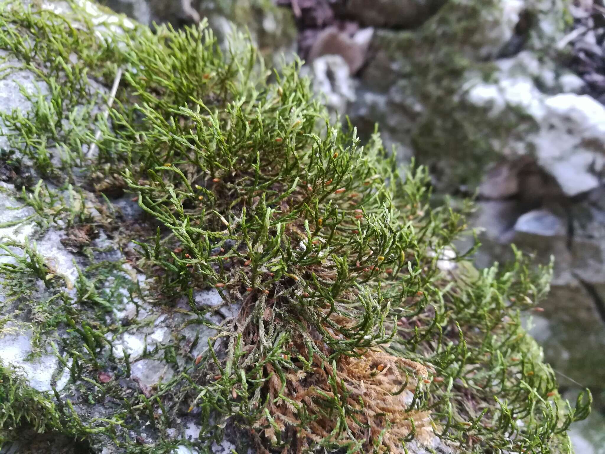 Image of forsstroemia moss