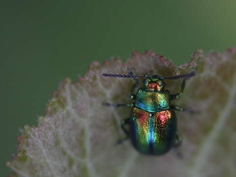 Image of Chrysolina fastuosa