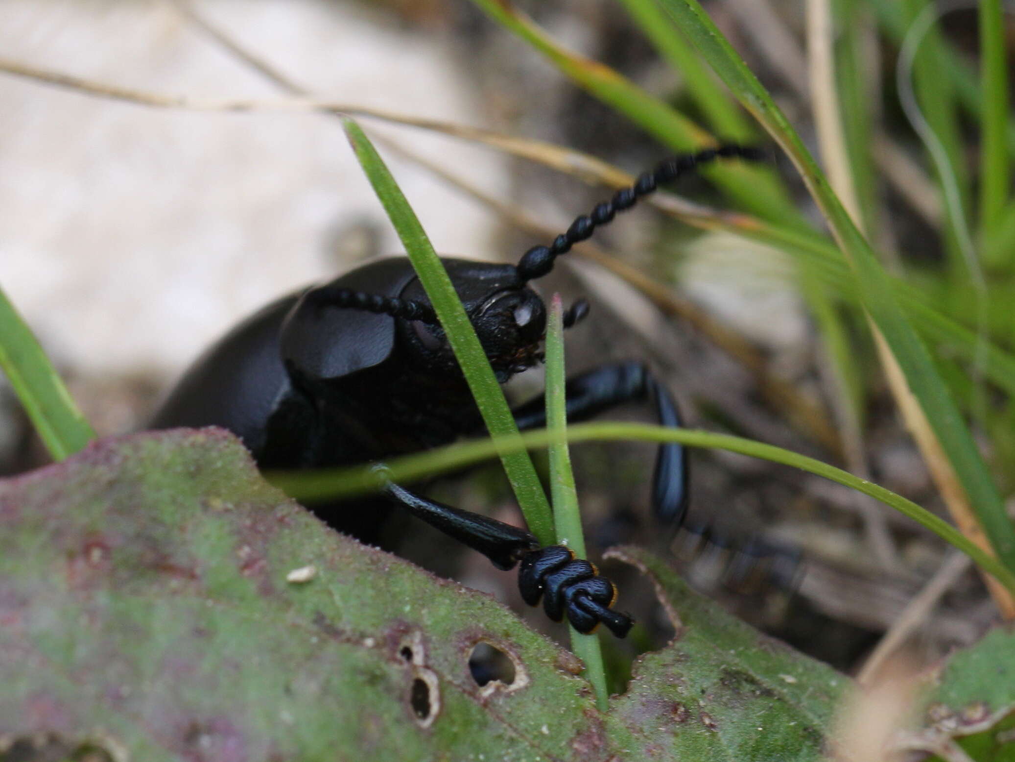 Image of Timarcha tenebricosa