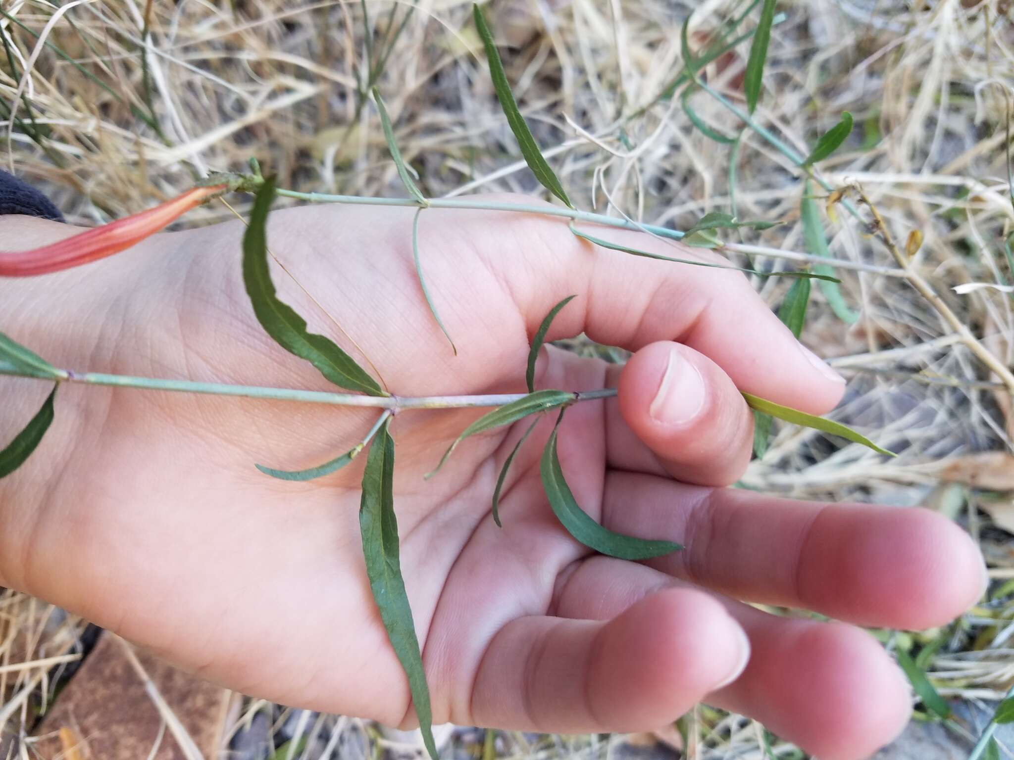 Anisacanthus linearis (Hagen) J. Henrickson & E. J. Lott resmi