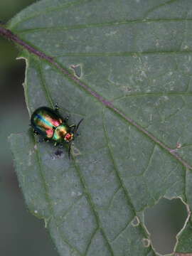 Image of Chrysolina fastuosa