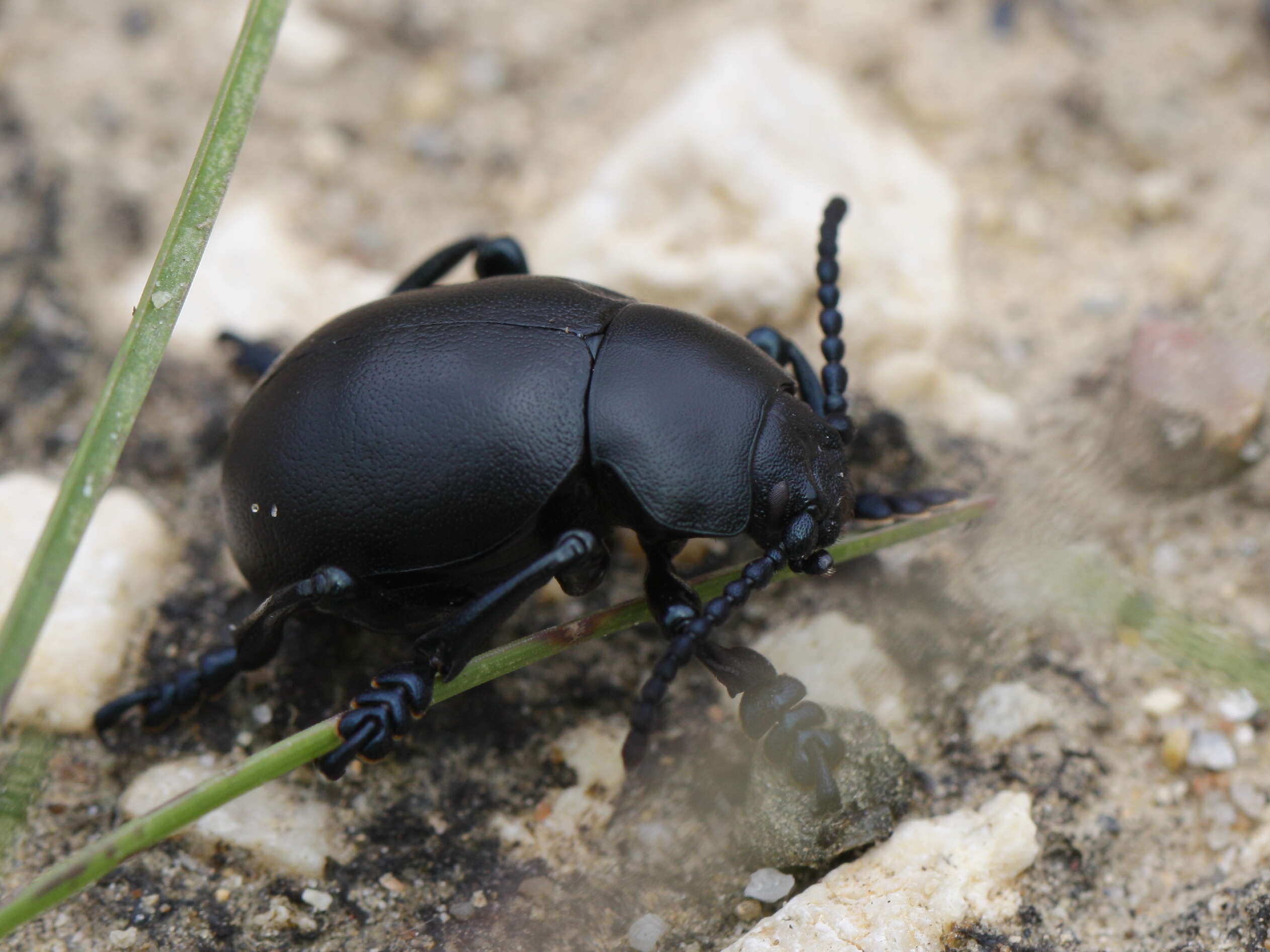 Image of Timarcha tenebricosa