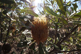 Sivun Banksia ornata F. Müll. ex Meissn. kuva