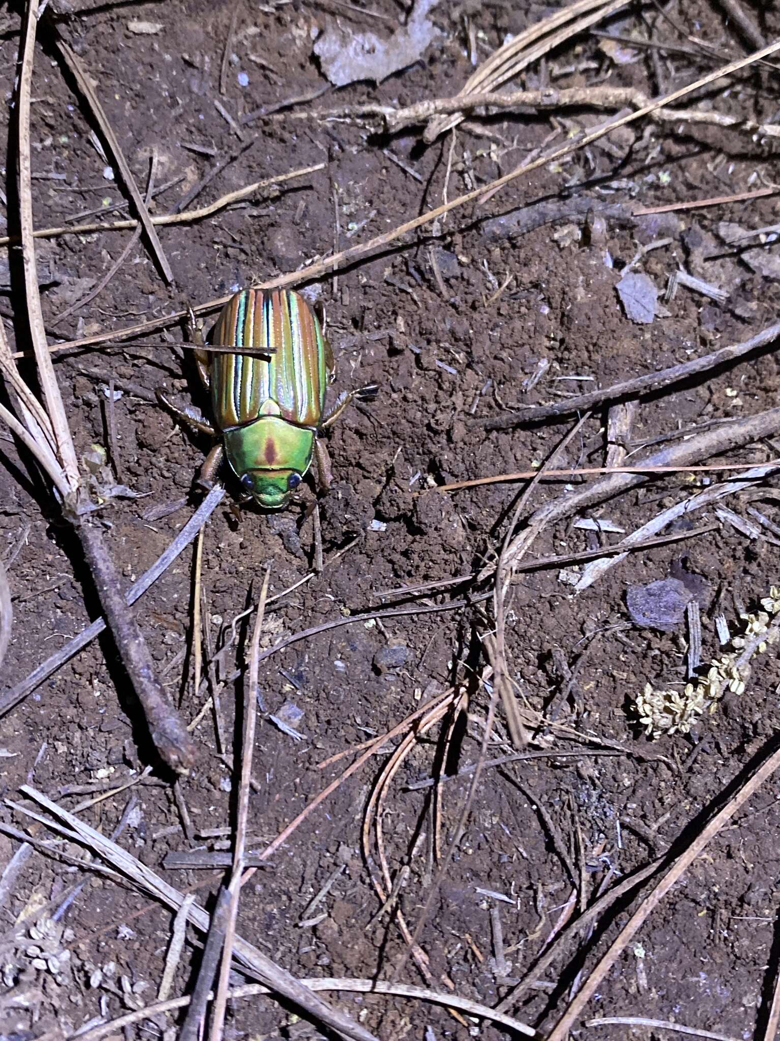 Image of Chrysina adelaida (Hope 1840)