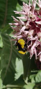 Image of Morrison Bumble Bee