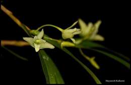 Image of Dendrobium herbaceum Lindl.