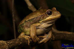 Imagem de Gastrotheca cuencana Carvajal-Endara, Coloma, Morales-Mite, Guayasamin, Székely & Duellman 2019