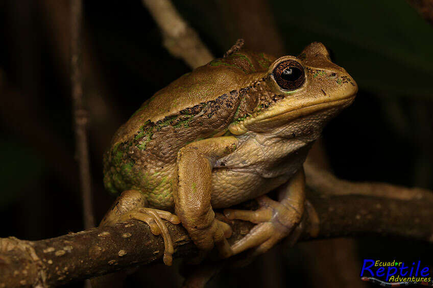 Image of Gastrotheca cuencana Carvajal-Endara, Coloma, Morales-Mite, Guayasamin, Székely & Duellman 2019