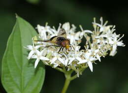 Image of Red-Barked Dogwood