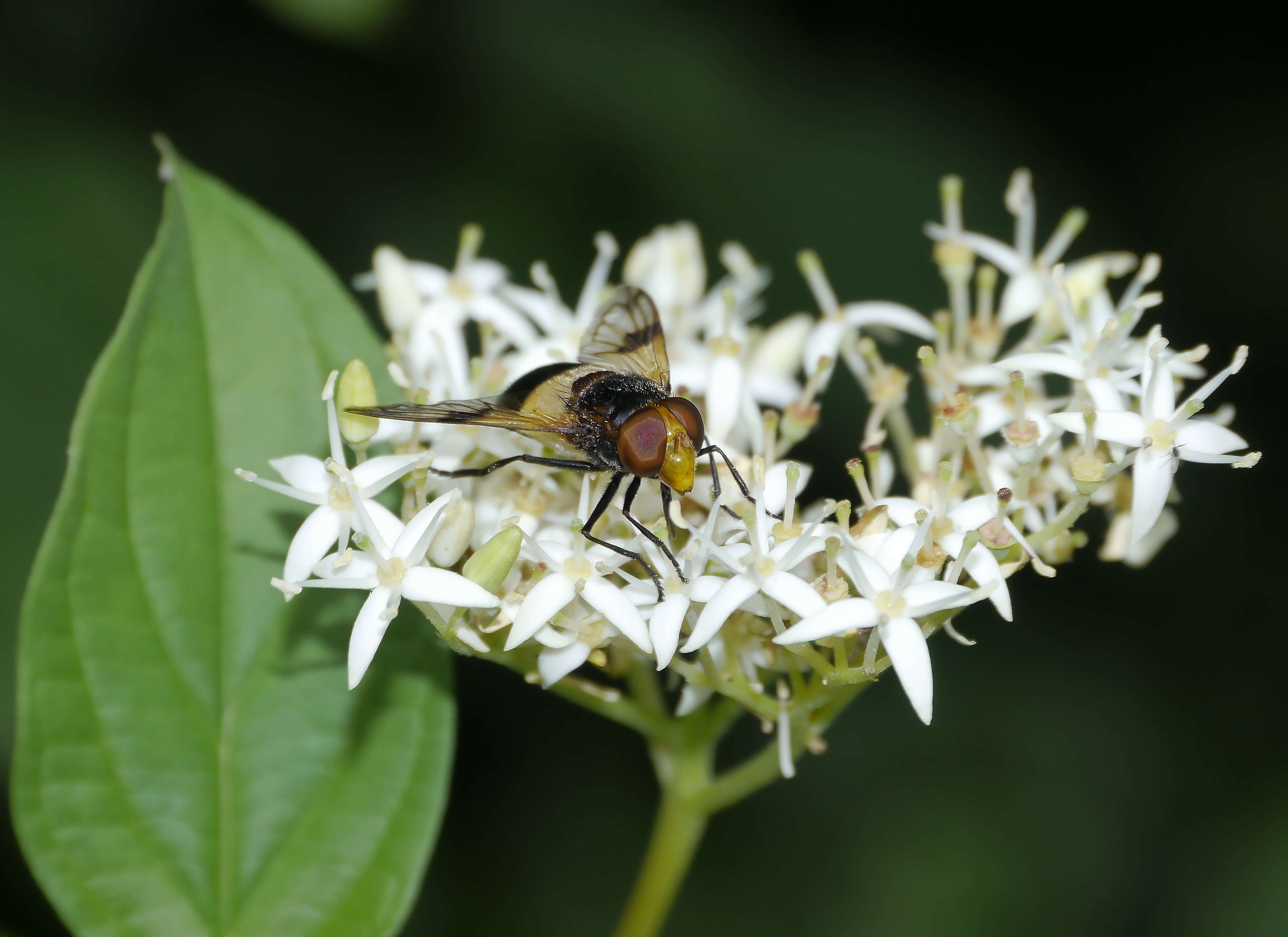 Image of Red-Barked Dogwood