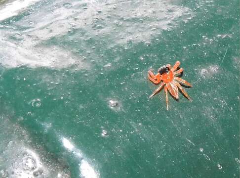 Image of Jumping spider