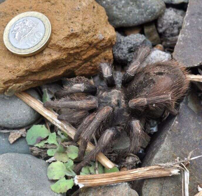 Image of Common Rose Hair Tarantula