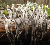 Image of Candle-snuff Fungus