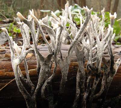 Image of Candle-snuff Fungus