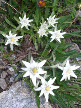 Image of edelweiss