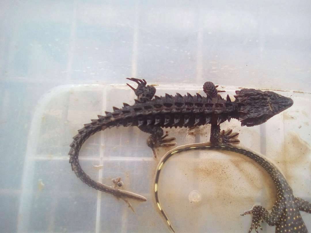 Image of Spiny Skink