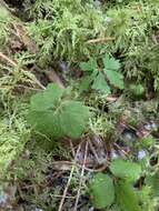 Imagem de Tiarella trifoliata var. trifoliata